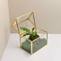 Geometric Glass Terrarium