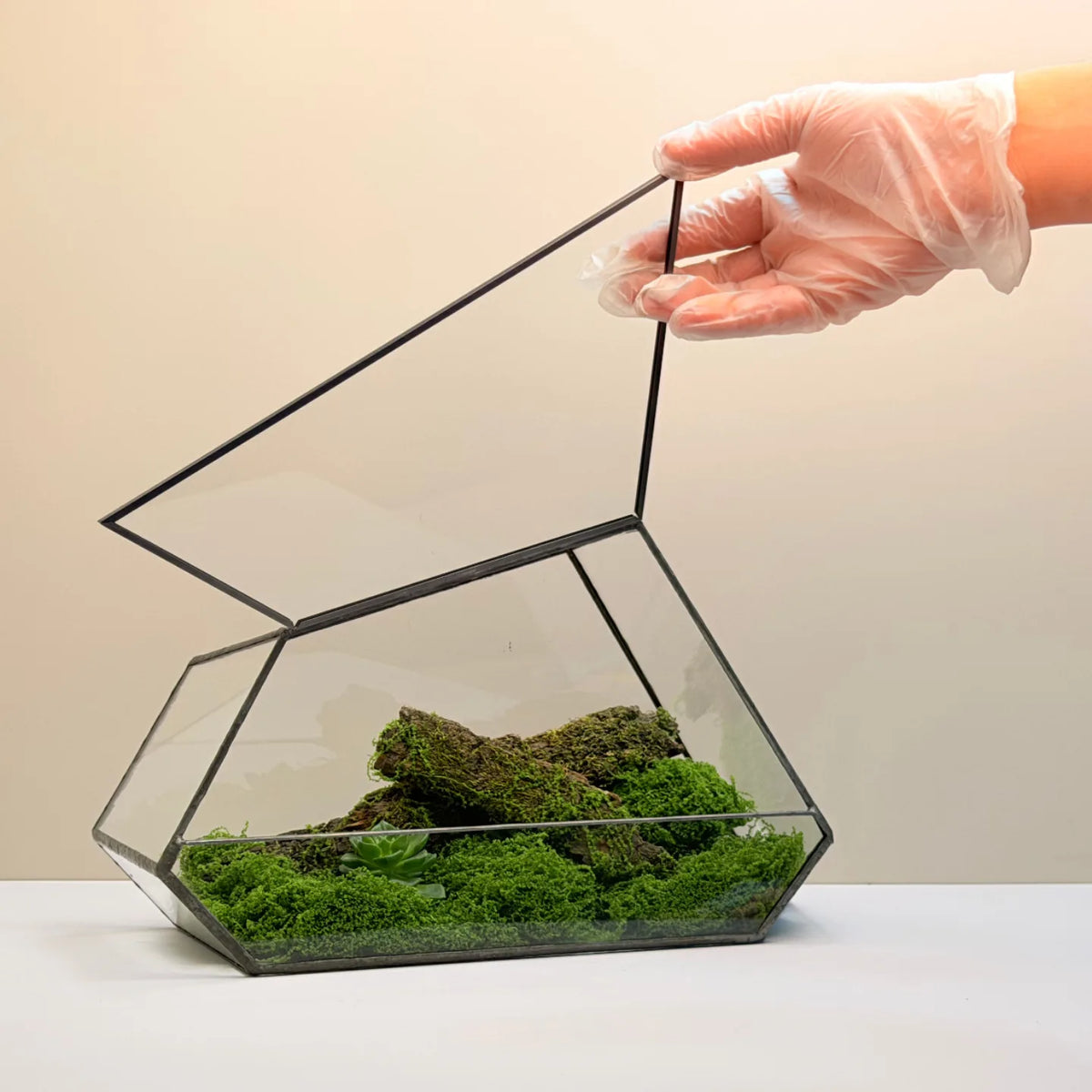 Geometric Glass Terrarium