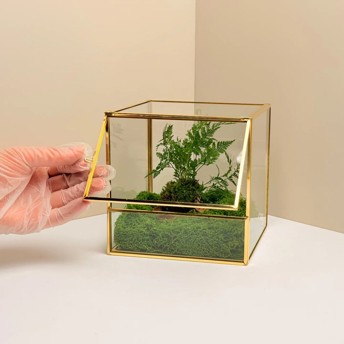 Geometric Glass Terrarium